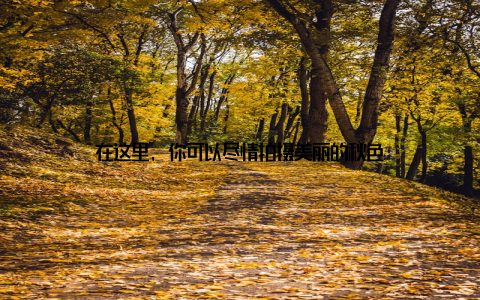 在这里, 你可以尽情拍摄美丽的秋色