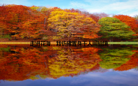 走进花海, 我仿佛置身于人间仙境