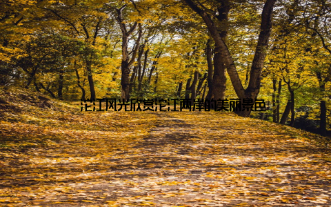 – 沱江风光欣赏沱江两岸的美丽景色